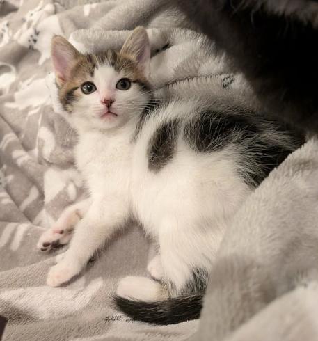 Enlarge Shelli Sunshine, a ADOPTABLE mixed breed in Escondido, CA image 4/4