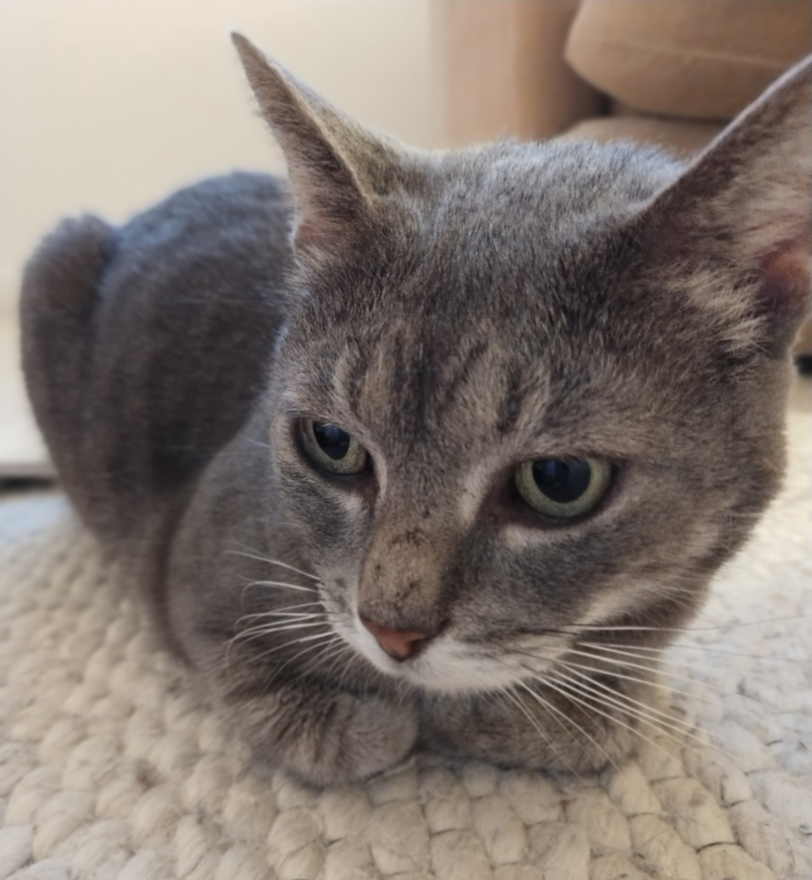 Enlarge Granchester, a Adopted Domestic Short Hair in Timberlea, NS image 1/6