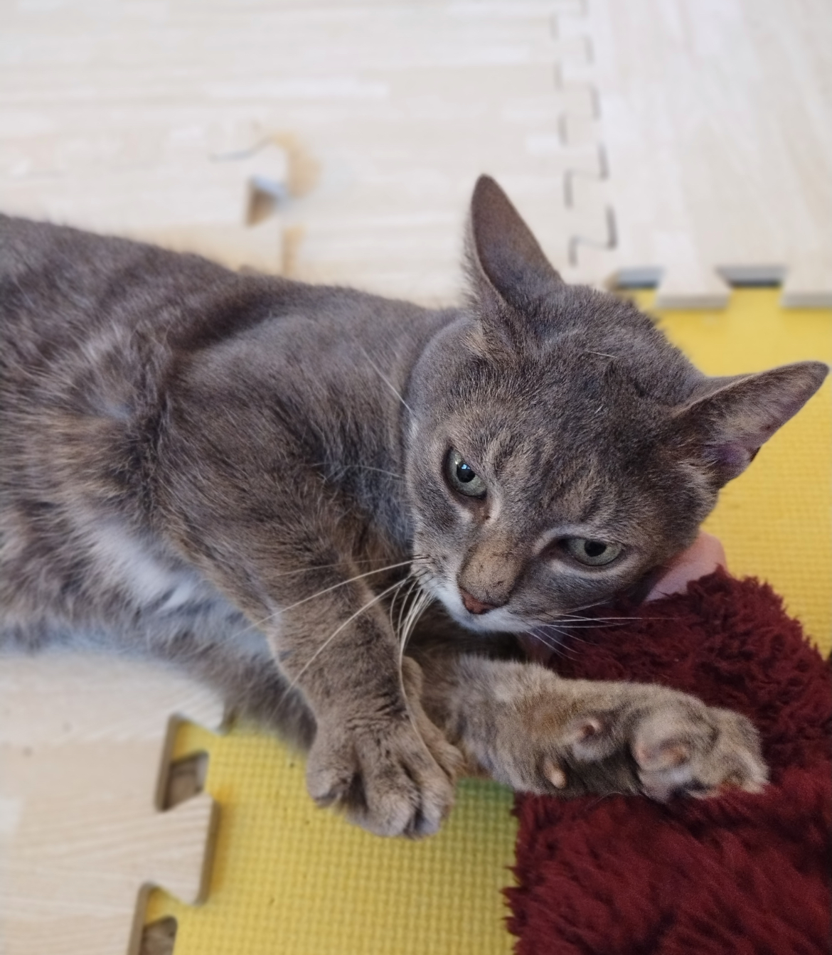 Enlarge Granchester, a Adopted Domestic Short Hair in Timberlea, NS image 3/6