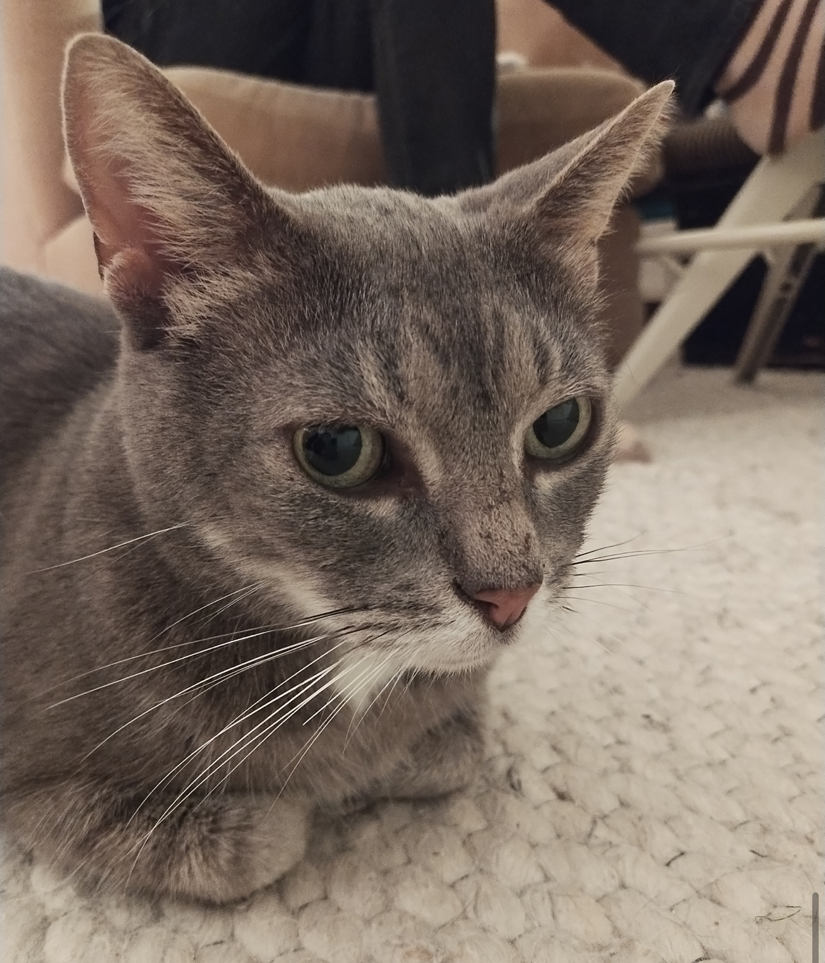 Enlarge Granchester, a Adopted Domestic Short Hair in Timberlea, NS image 4/6