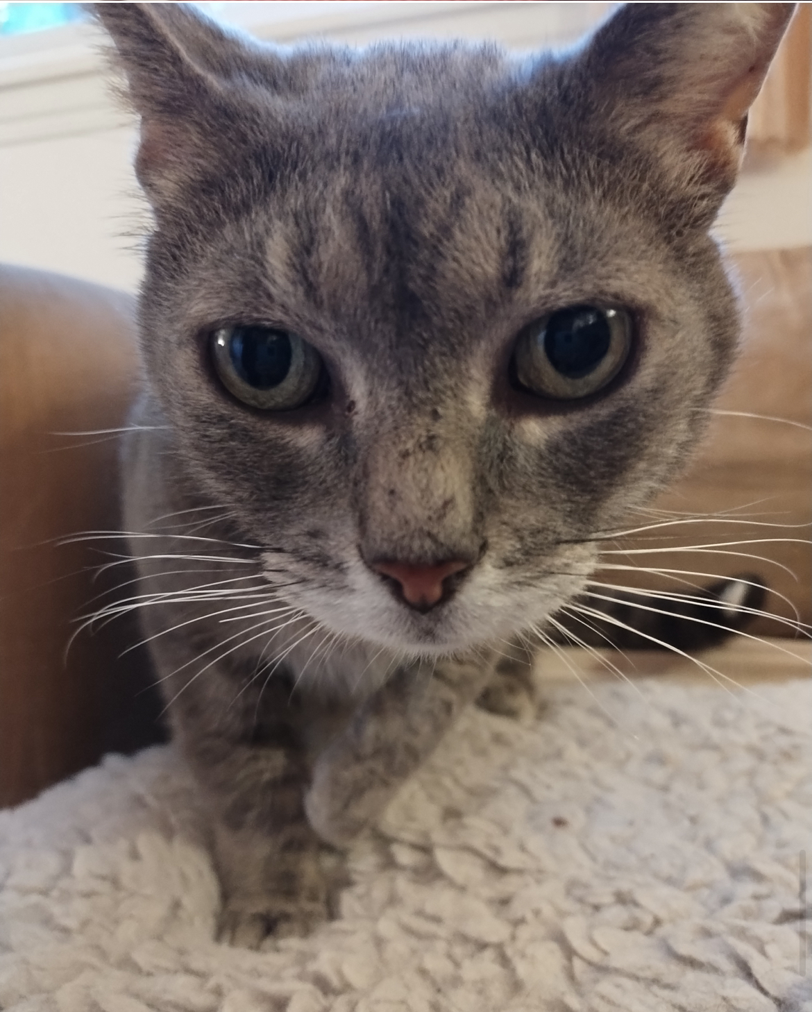 Enlarge Granchester, a Adopted Domestic Short Hair in Timberlea, NS image 5/6