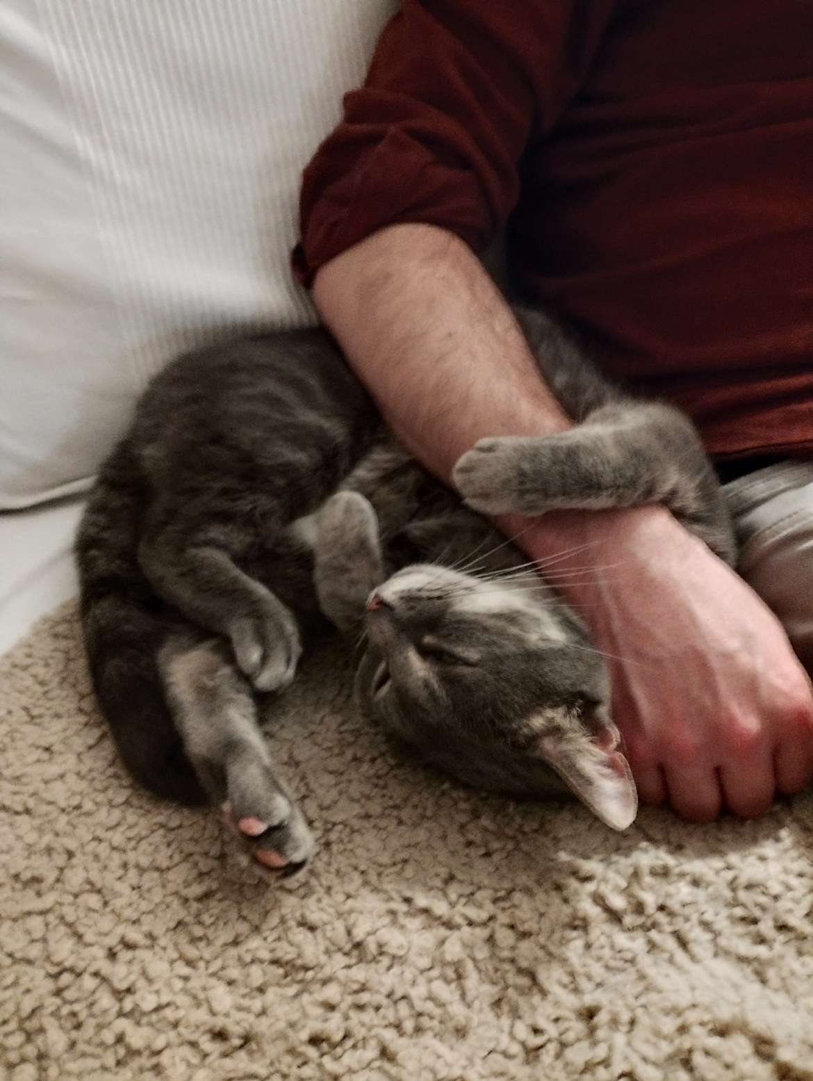 Enlarge Granchester, a Adopted Domestic Short Hair in Timberlea, NS image 6/6