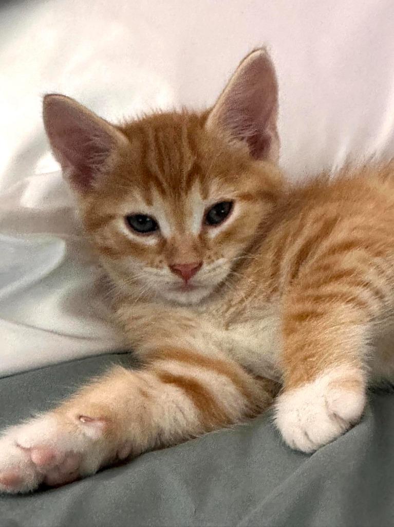 Acorn, Adoptable, Kitten Male Domestic Short Hair.