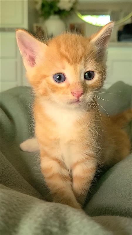 Acorn, a Adoptable mixed breed in Fayetteville, AR image 3/4
