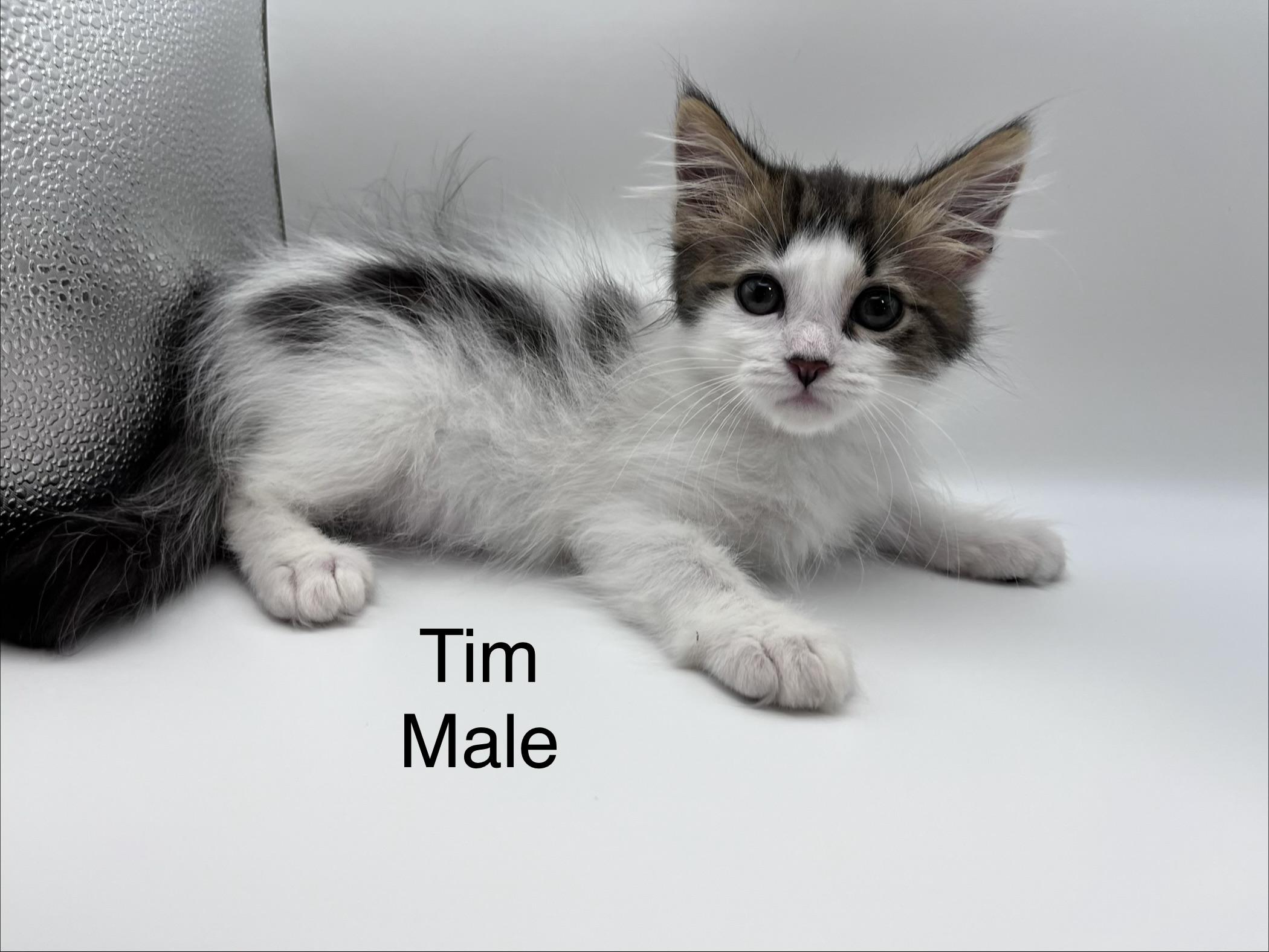 Enlarge Tim, a Adoptable mixed breed in Harrison, MI image 1/3