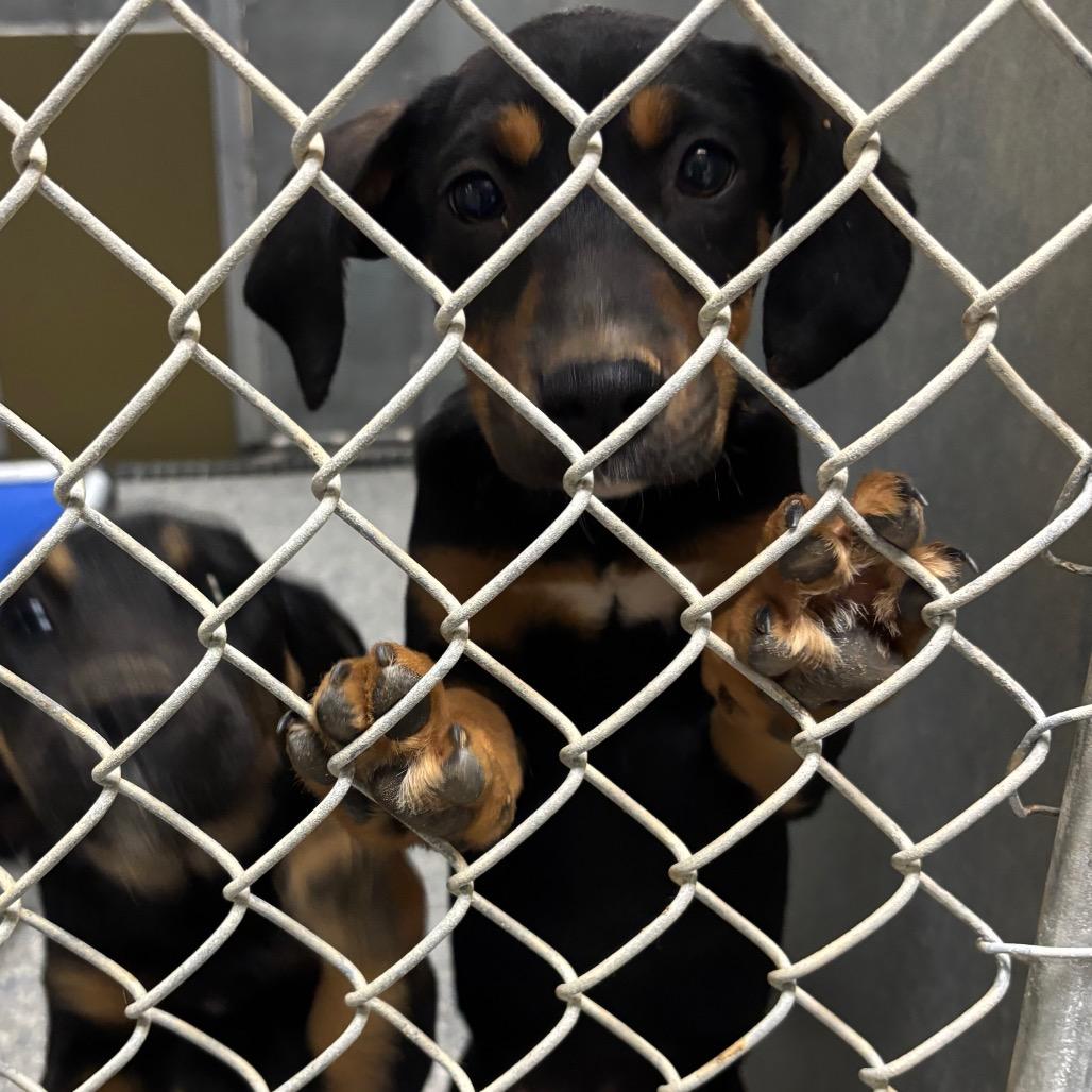 Enlarge Louella, a Adoptable Mixed Breed in Roxboro, NC image 1/6