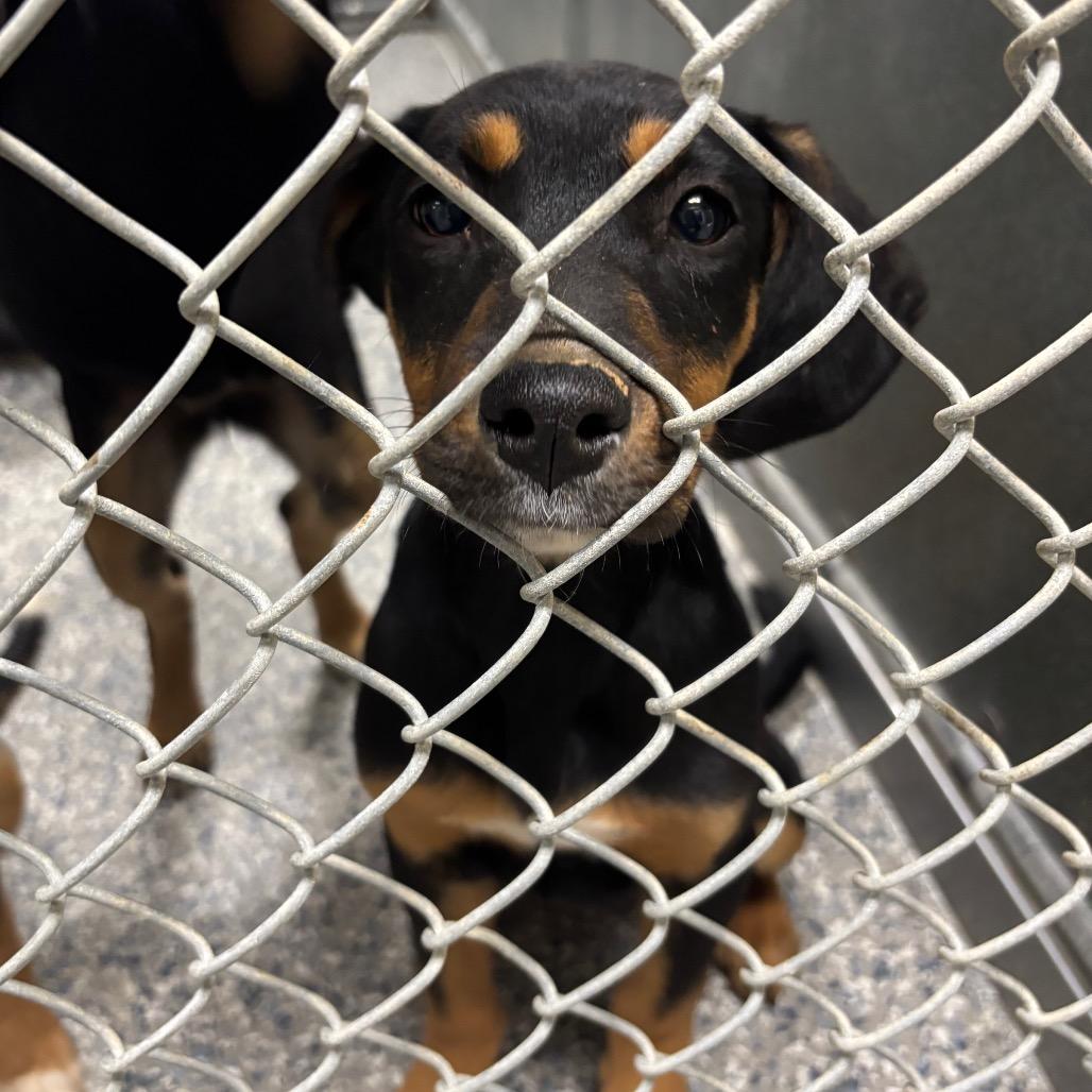Enlarge Louella, a Adoptable Mixed Breed in Roxboro, NC image 2/6