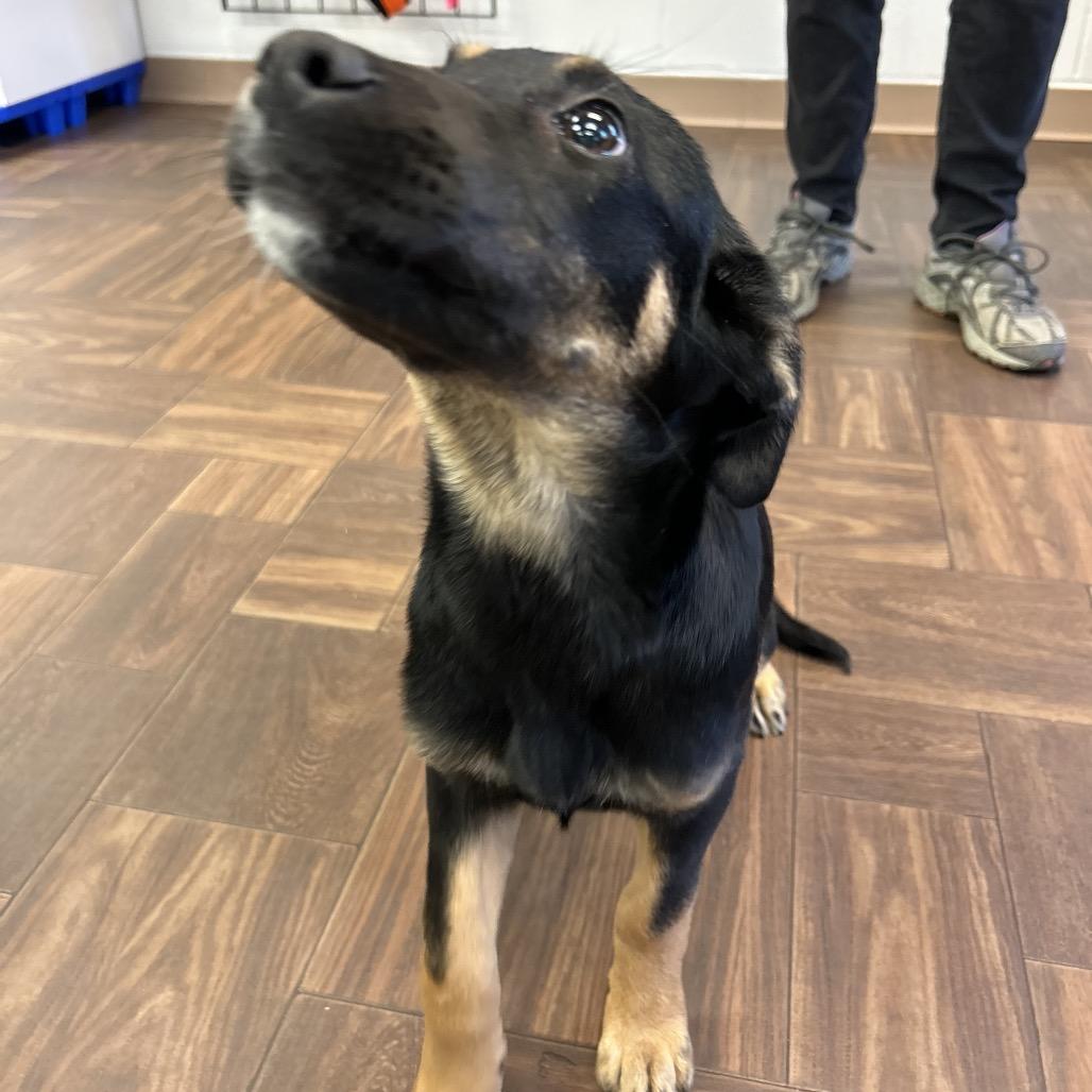 Enlarge Louella, a Adoptable Mixed Breed in Roxboro, NC image 3/6