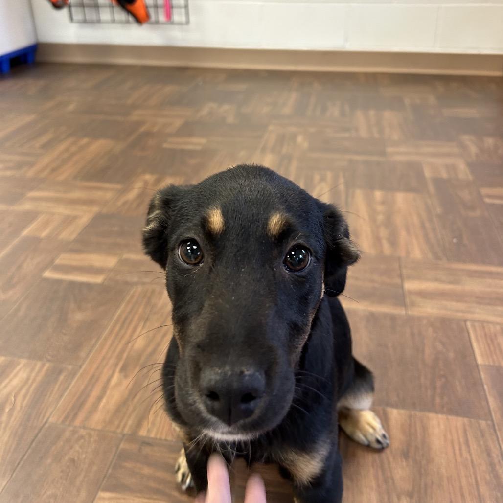 Enlarge Louella, a Adoptable Mixed Breed in Roxboro, NC image 4/6