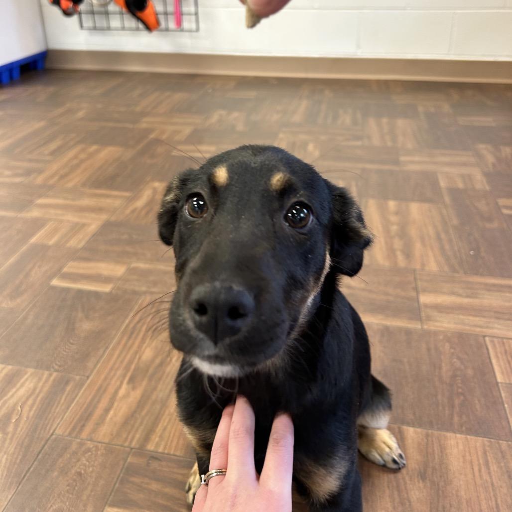 Enlarge Louella, a Adoptable Mixed Breed in Roxboro, NC image 5/6