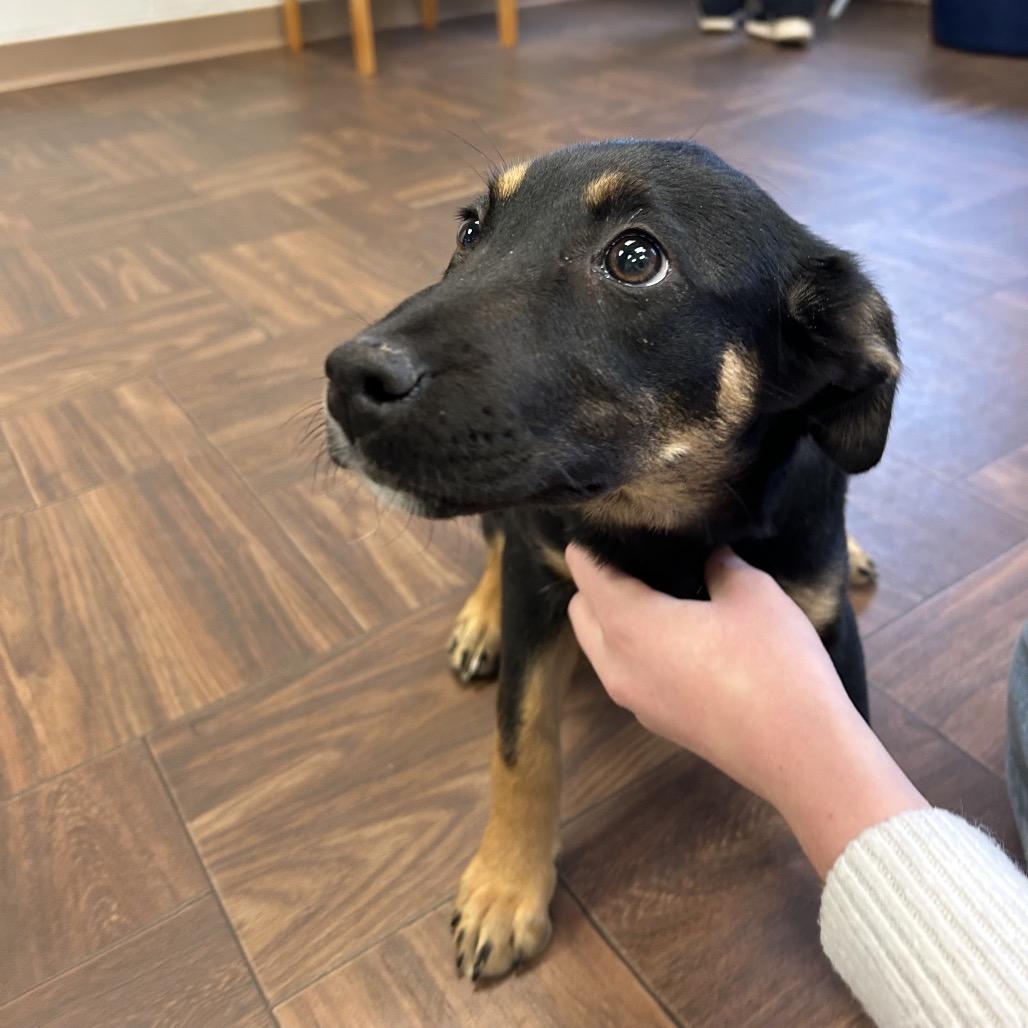 Enlarge Louella, a Adoptable Mixed Breed in Roxboro, NC image 6/6