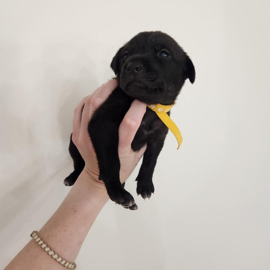 Enlarge Laredo, a Adoptable mixed breed in Chattanooga, TN image 6/6