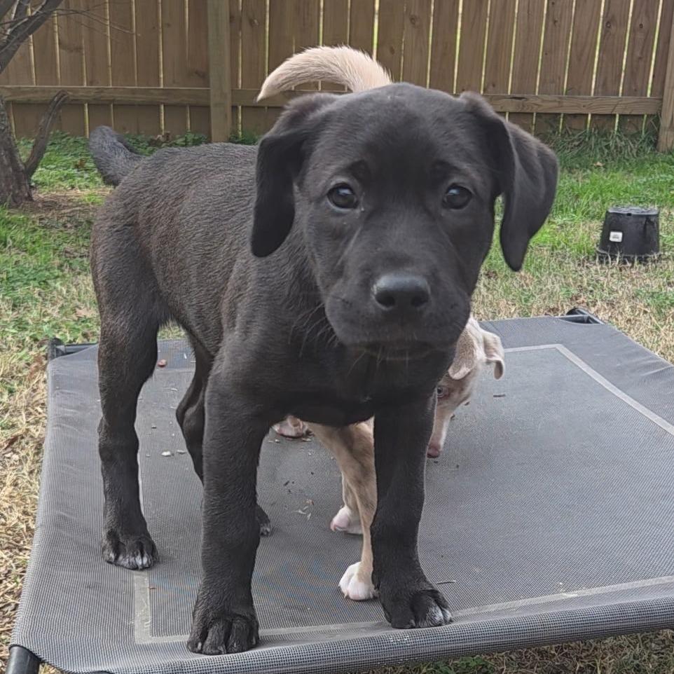 Enlarge Laredo, a Adoptable mixed breed in Chattanooga, TN image 1/6
