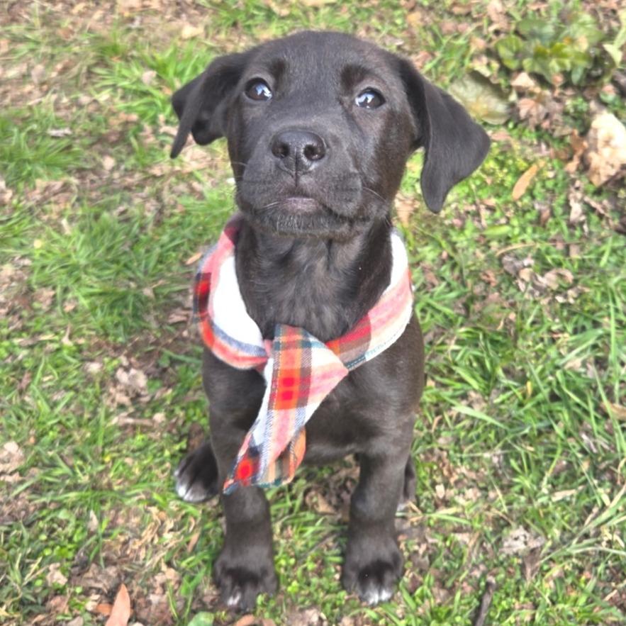 Enlarge Laredo, a Adoptable mixed breed in Chattanooga, TN image 2/6