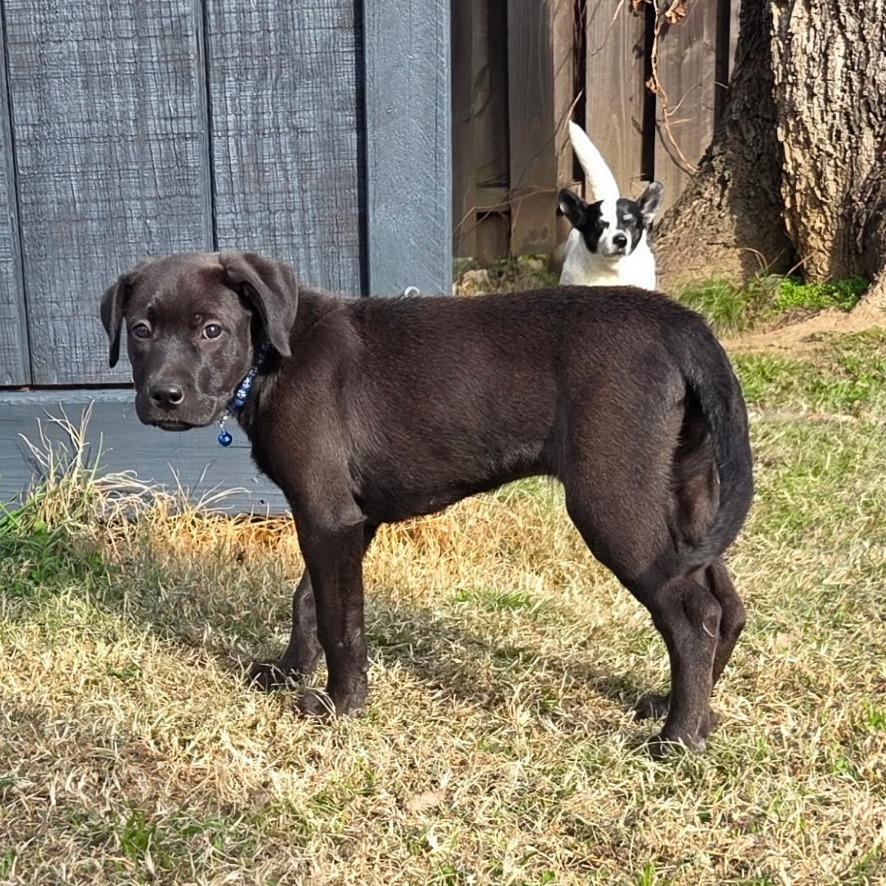 Enlarge Laredo, a Adoptable mixed breed in Chattanooga, TN image 3/6