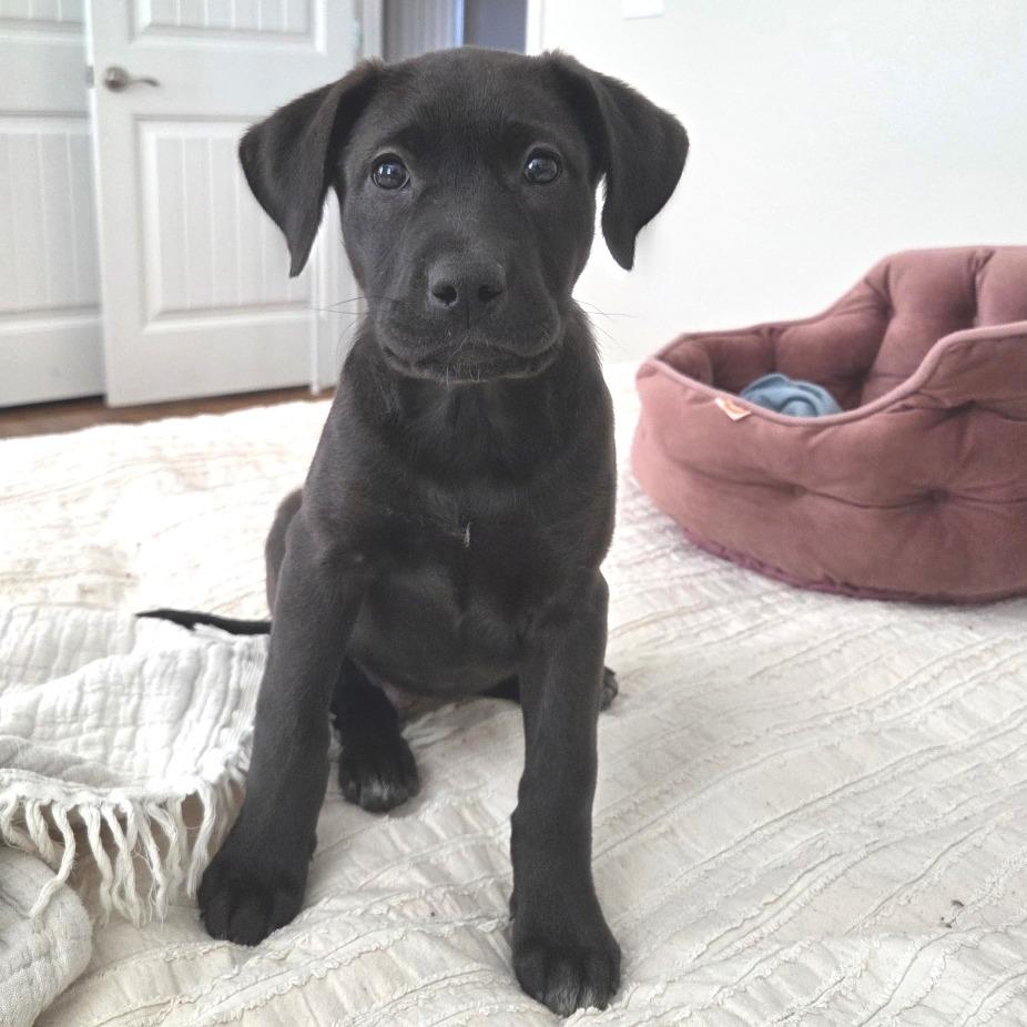 Laredo, Adoptable, Puppy Female Labrador Retriever & Mixed Breed.