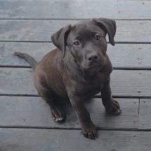 Enlarge Laredo, a Adoptable mixed breed in Chattanooga, TN image 5/6