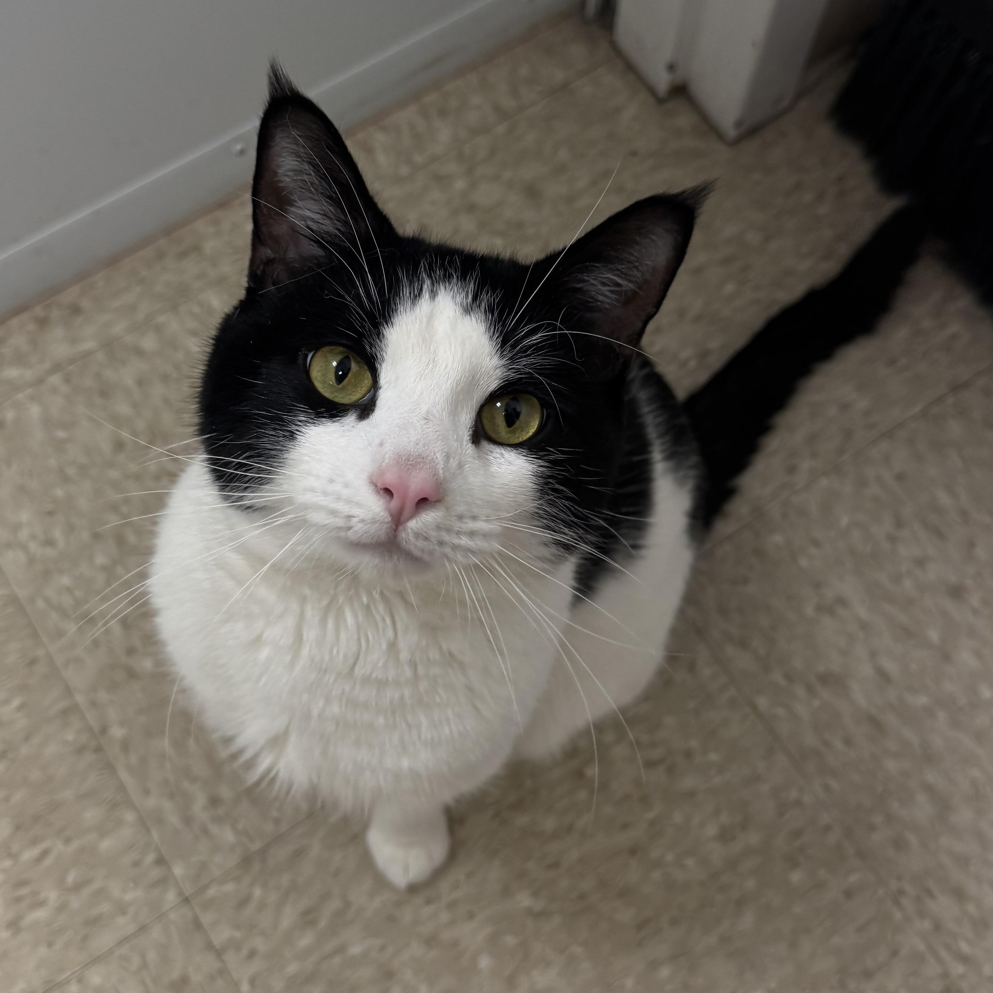 Enlarge Big Tony, a ADOPTABLE Domestic Short Hair in Fall River, MA image 1/4