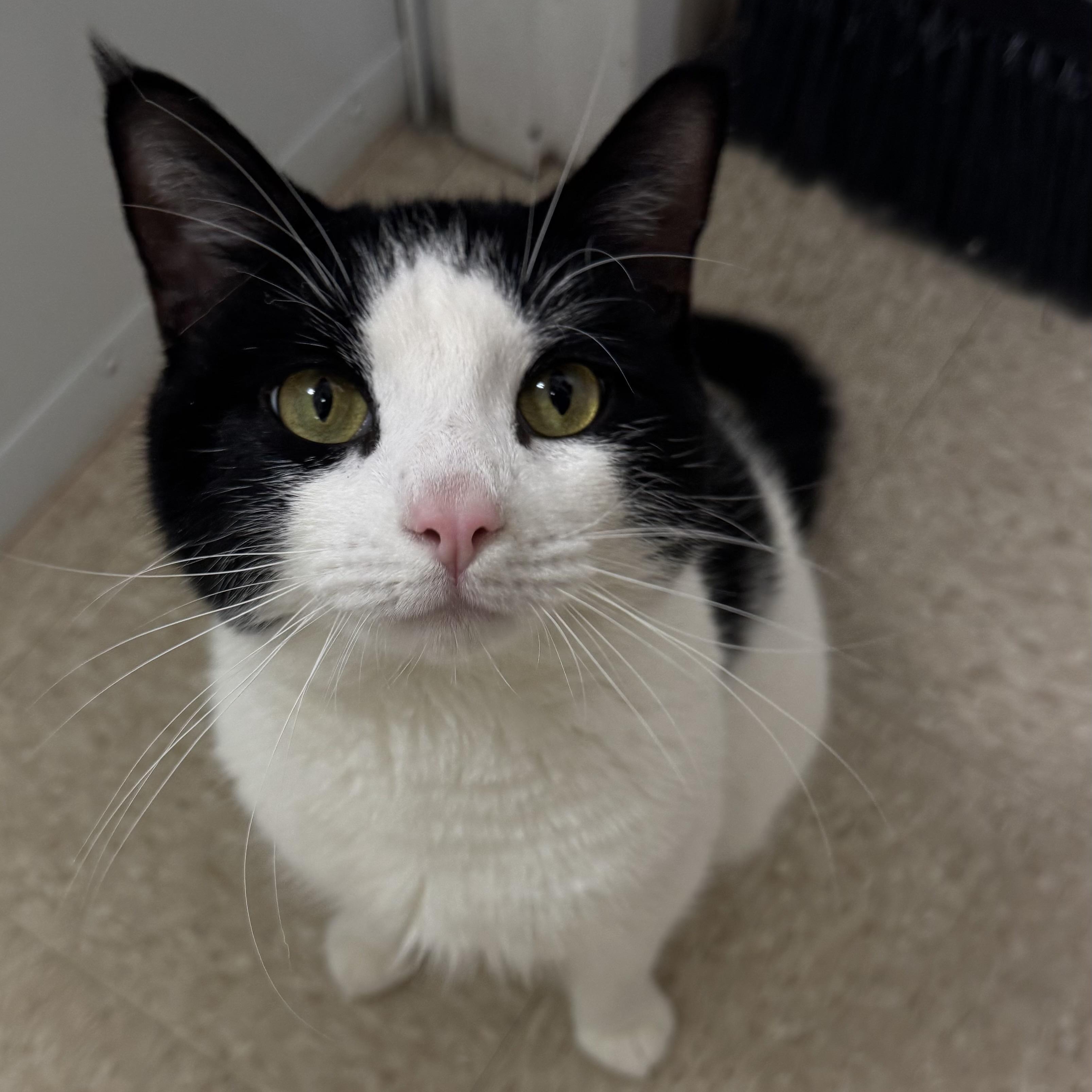 Enlarge Big Tony, a ADOPTABLE Domestic Short Hair in Fall River, MA image 2/4