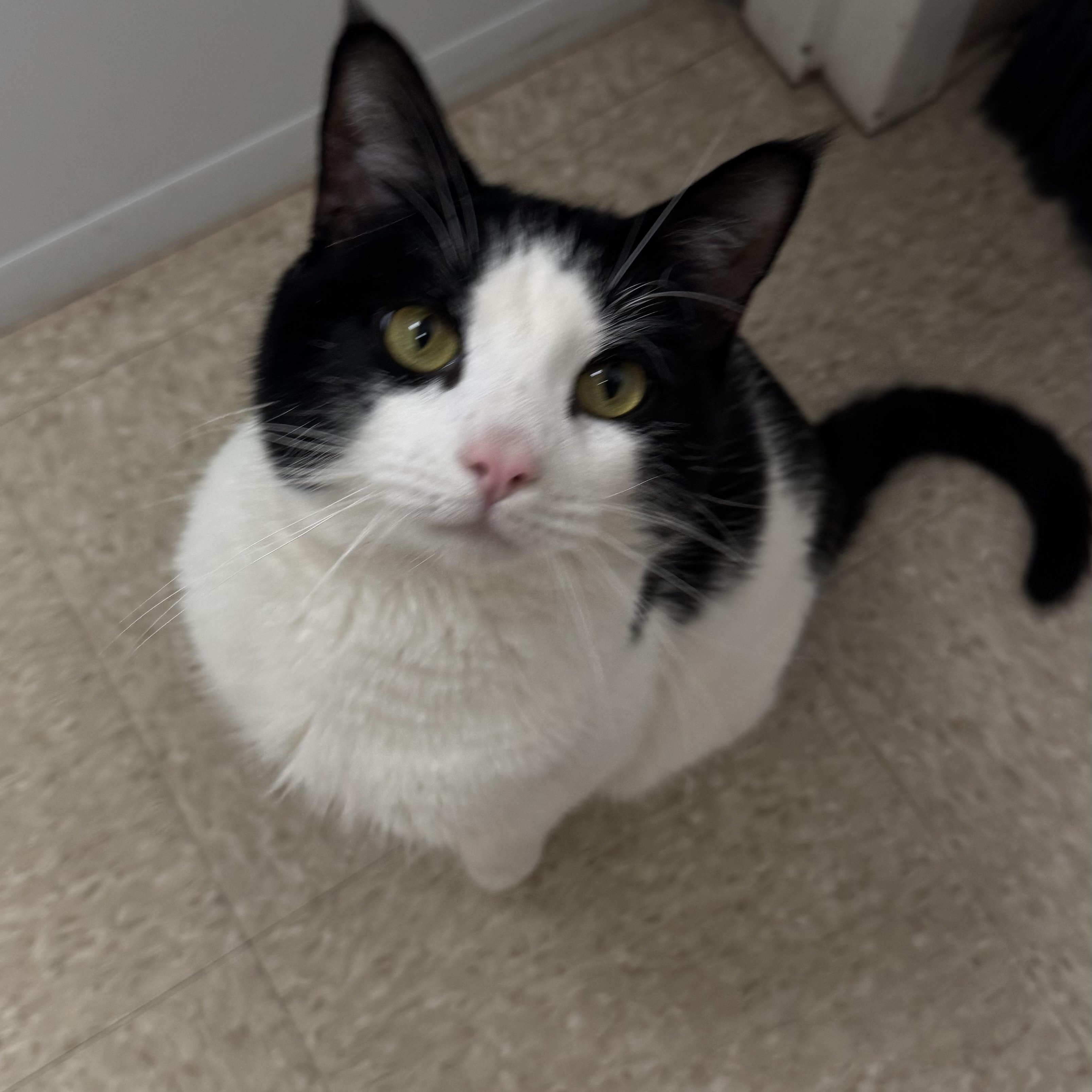 Enlarge Big Tony, a ADOPTABLE Domestic Short Hair in Fall River, MA image 3/4