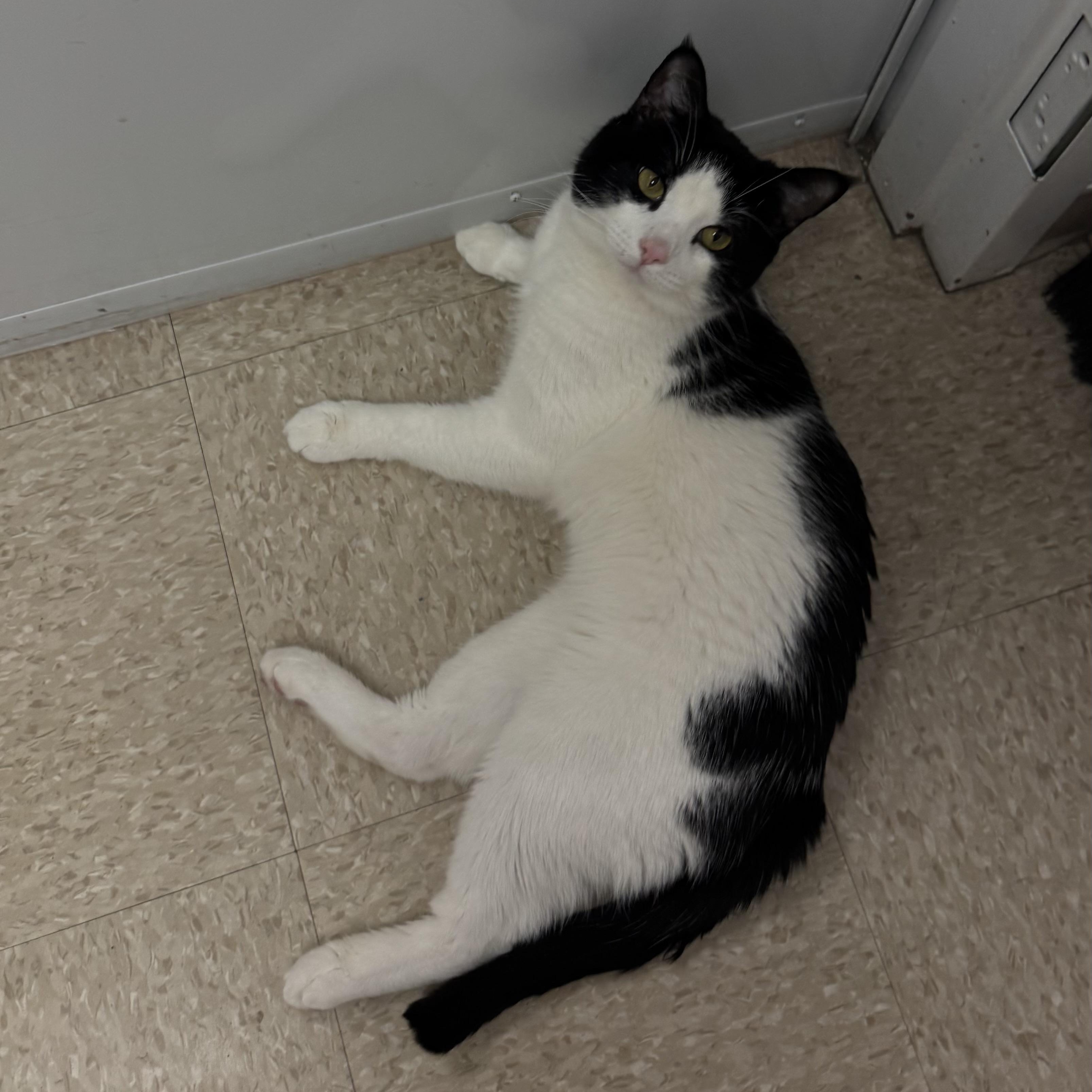 Enlarge Big Tony, a ADOPTABLE Domestic Short Hair in Fall River, MA image 4/4