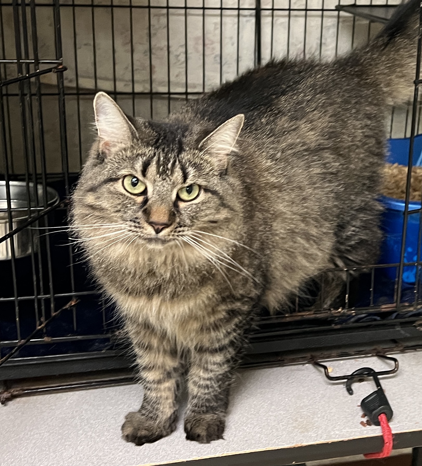 Laverne — thumbnail 3