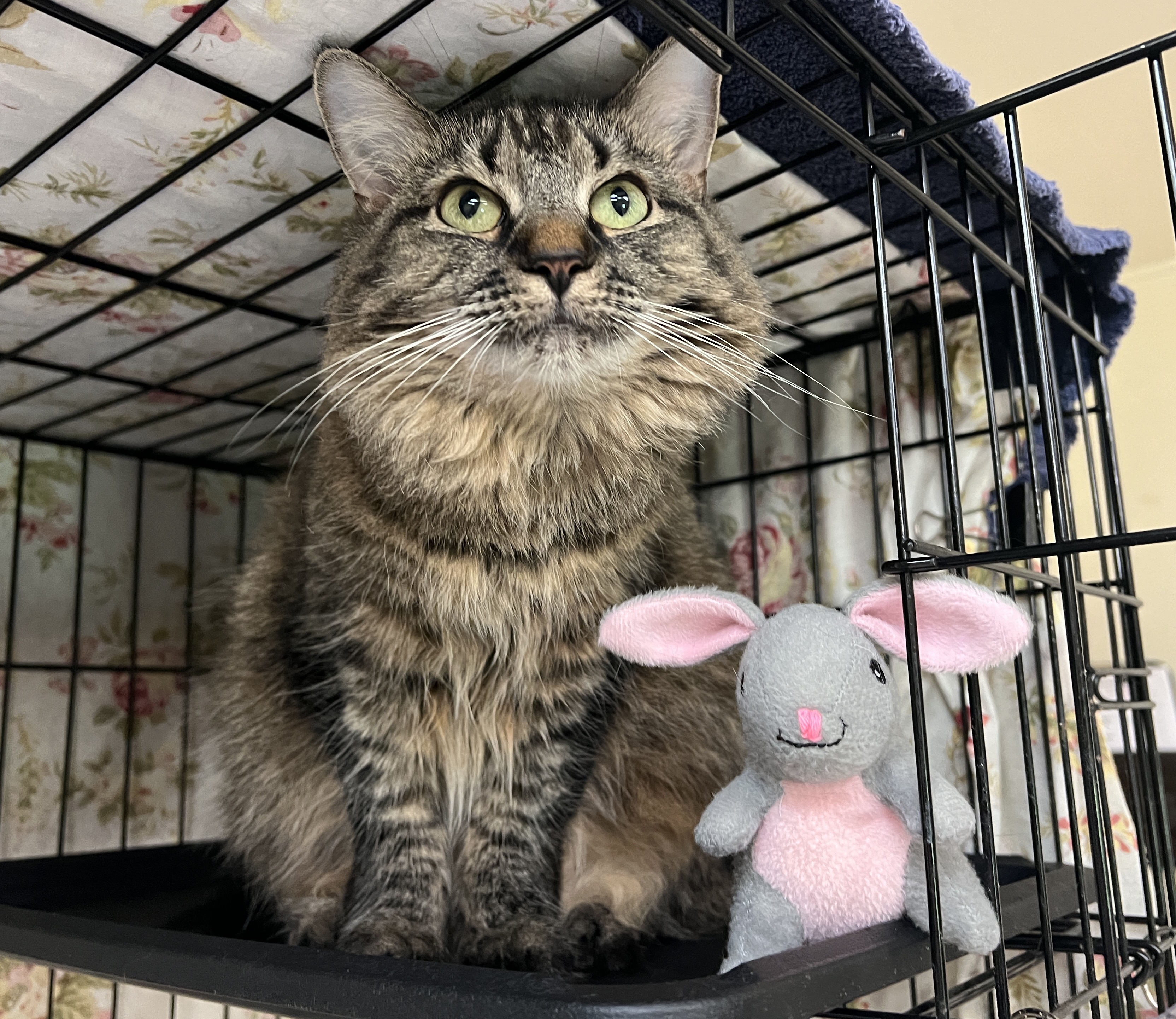 Laverne — thumbnail 4