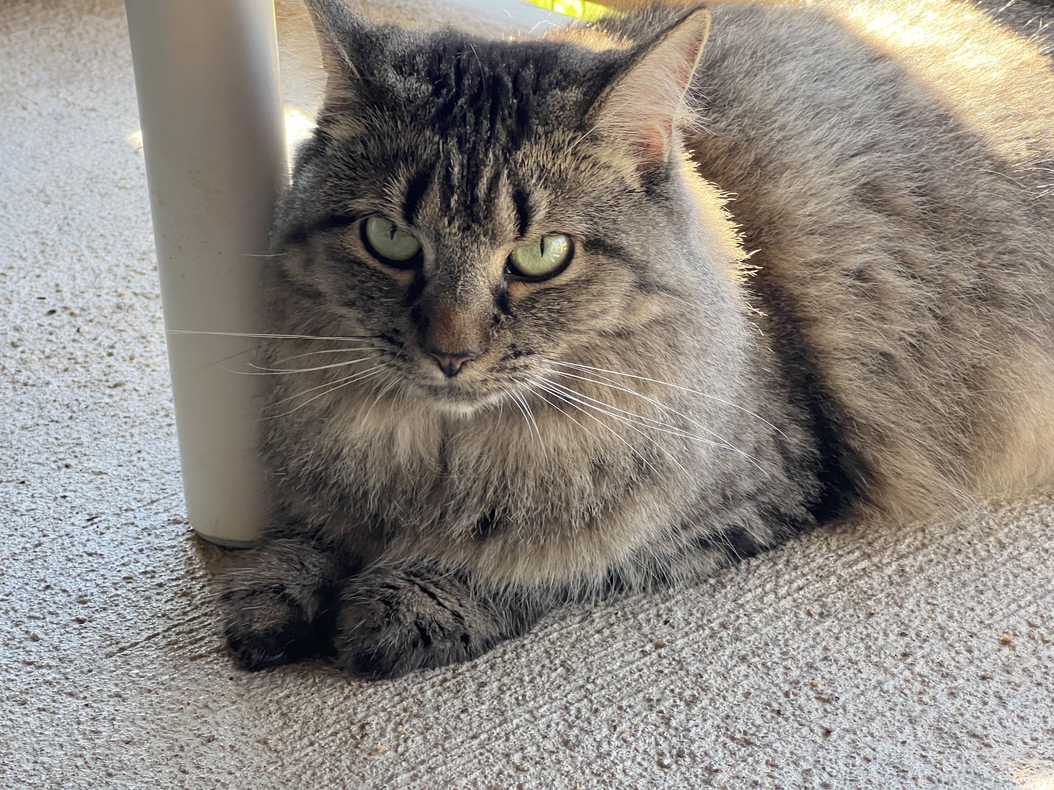 Laverne — thumbnail 6