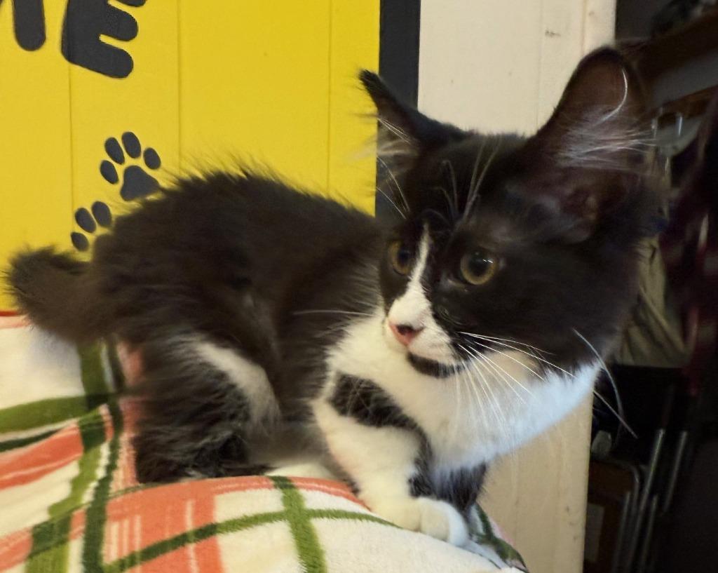 Azalea, Adopted, Young Female Domestic Medium Hair.