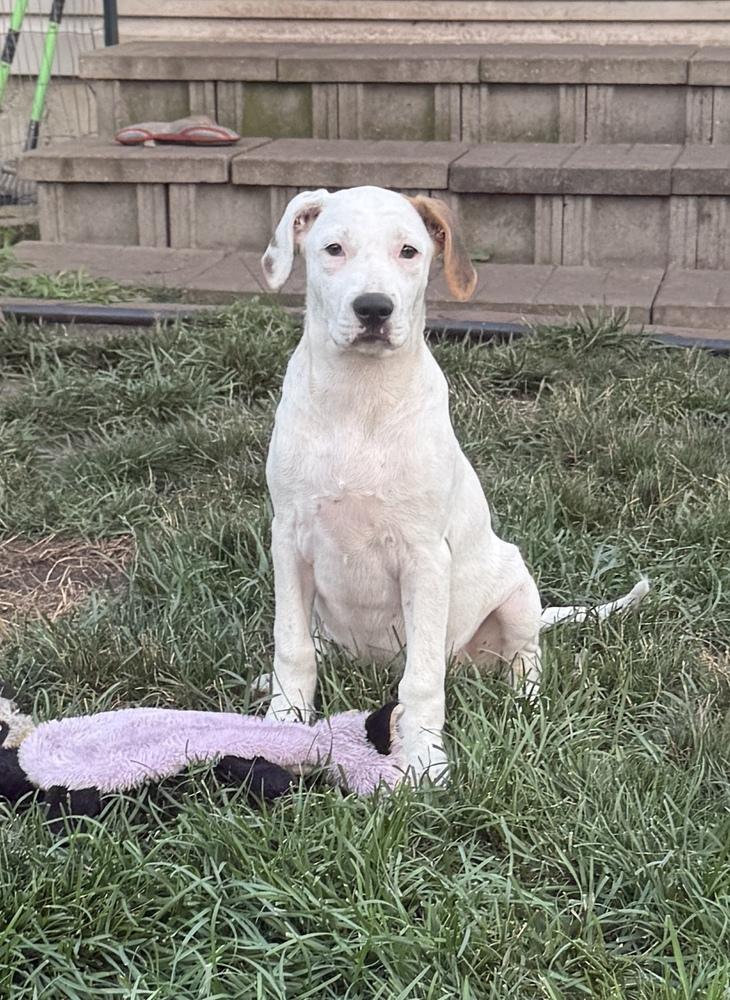 Boston, Adoptable, Puppy Female Hound.