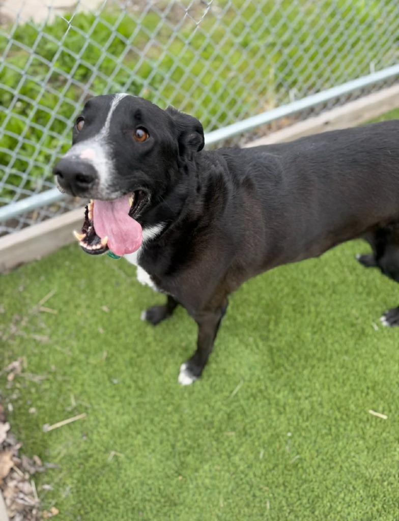 Zootopia, Adoptable, Adult Male Border Collie & Labrador Retriever.