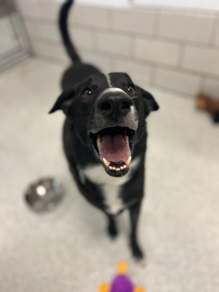 Zootopia, a Adoptable mixed breed in Detroit, MI image 2/2