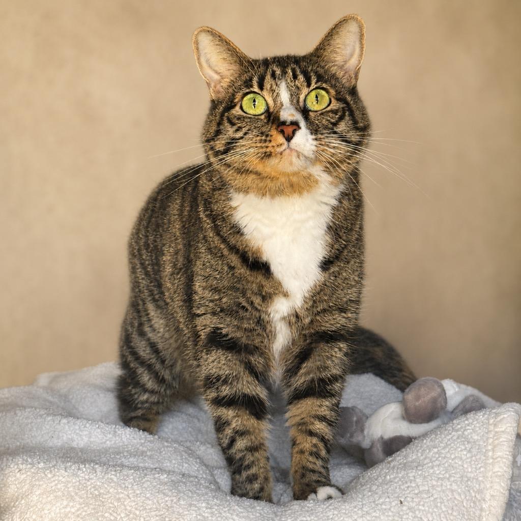 Jill, Adoptable, Adult Female Domestic Medium Hair.