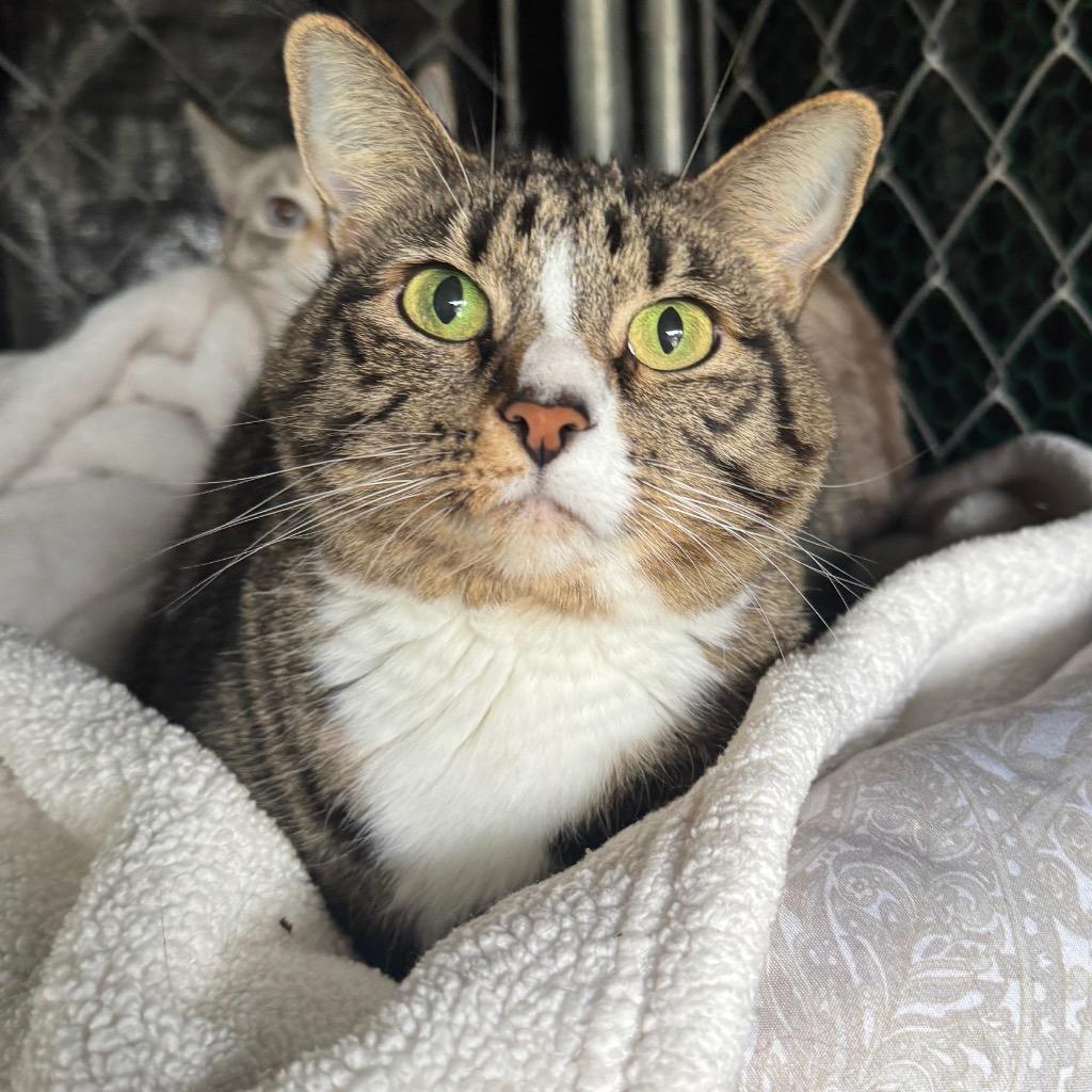 Enlarge Jill, a Adoptable mixed breed in Cambria, CA image 4/6
