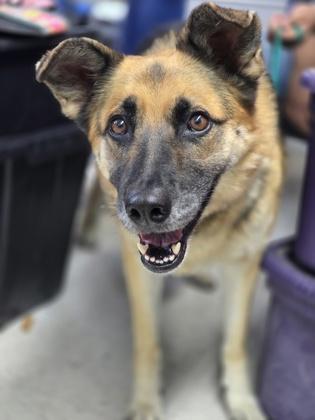 Georgine, Adoptable, Adult Female German Shepherd Dog & Mixed Breed.