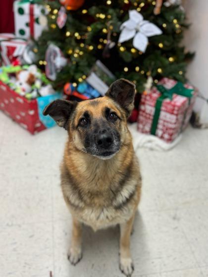 Georgine, Adoptable, Adult Female German Shepherd Dog & Mixed Breed.