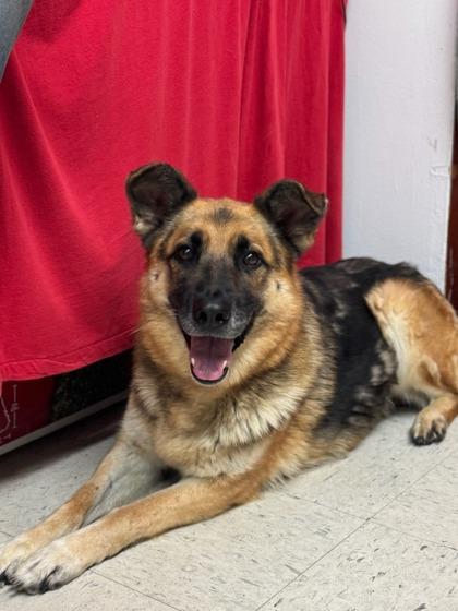 Enlarge Georgine, a Adoptable mixed breed in Moses Lake, WA image 2/3