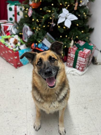 Enlarge Georgine, a Adoptable mixed breed in Moses Lake, WA image 3/3