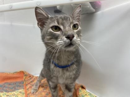 Levi, a Adoptable Domestic Short Hair in Boulder, CO image 1/2