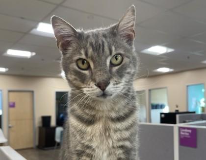 Levi, a Adoptable Domestic Short Hair in Boulder, CO image 2/2