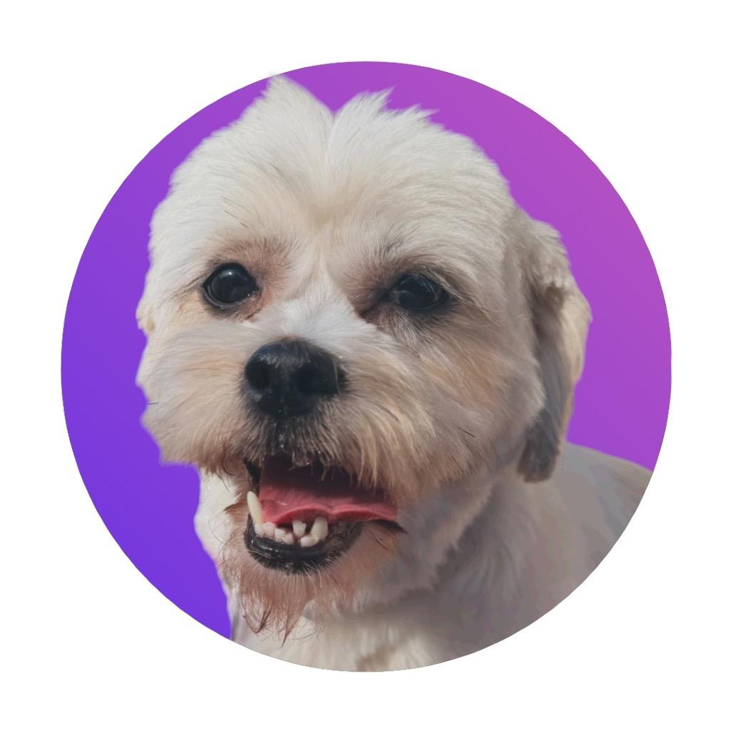Buttercup, Adoptable, Adult Female Shih Tzu.