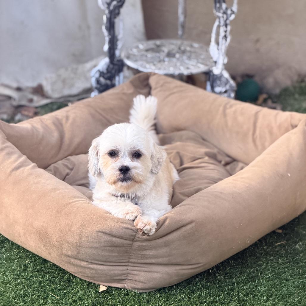 Enlarge Buttercup, a Adoptable Shih Tzu in Pacific Grove, CA image 2/6