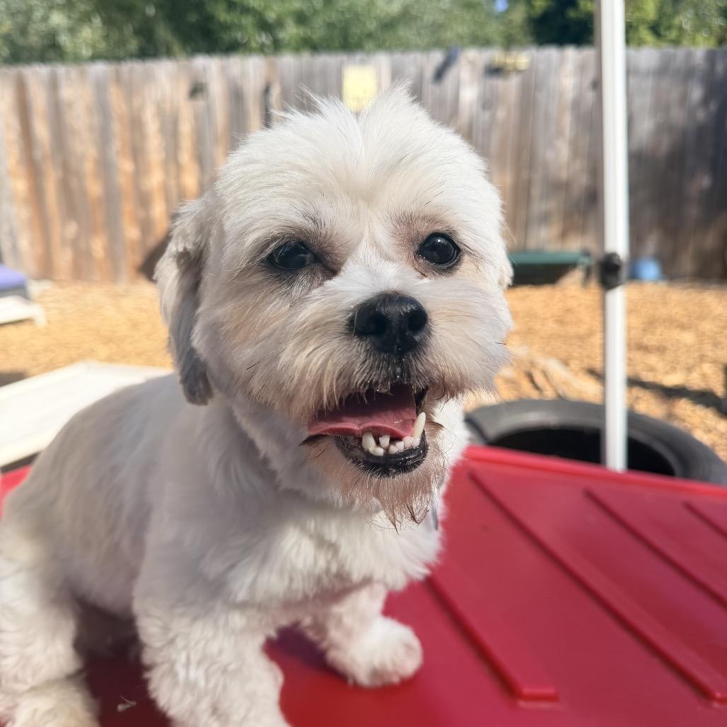 Enlarge Buttercup, a Adoptable Shih Tzu in Pacific Grove, CA image 3/6