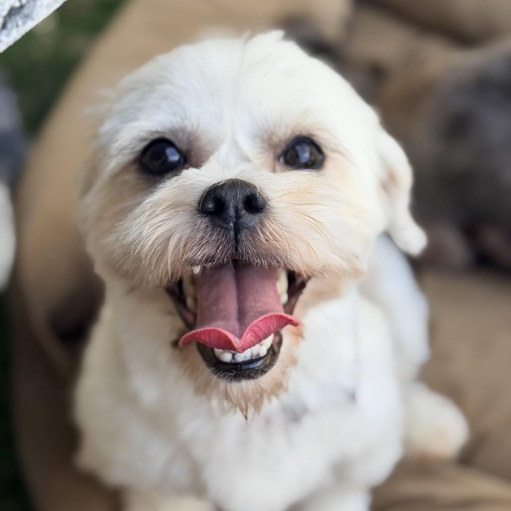 Enlarge Buttercup, a Adoptable Shih Tzu in Pacific Grove, CA image 4/6
