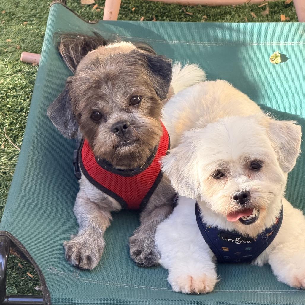 Enlarge Buttercup, a Adoptable Shih Tzu in Pacific Grove, CA image 5/6