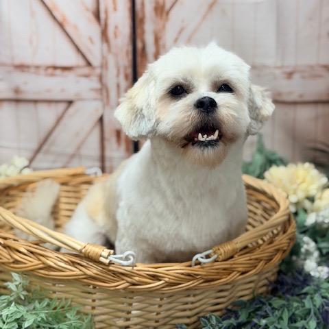 Enlarge Buttercup, a Adoptable Shih Tzu in Pacific Grove, CA image 6/6