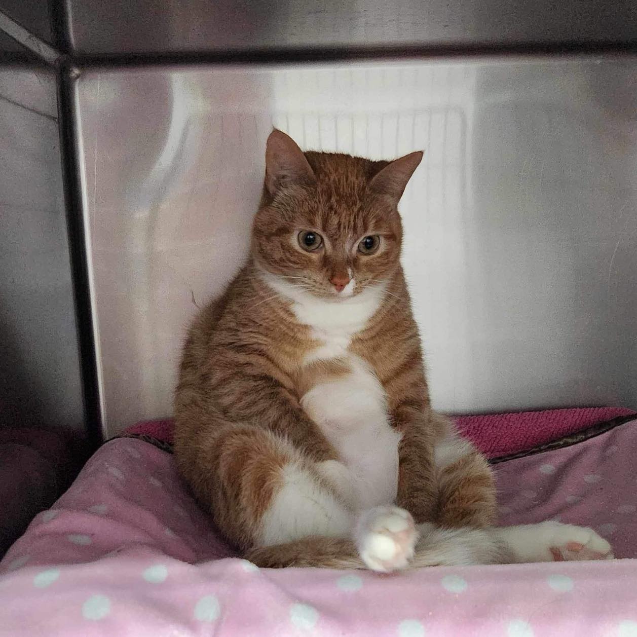 Enlarge Popsicle, a Adoptable Domestic Short Hair in Hoopeston, IL image 1/1
