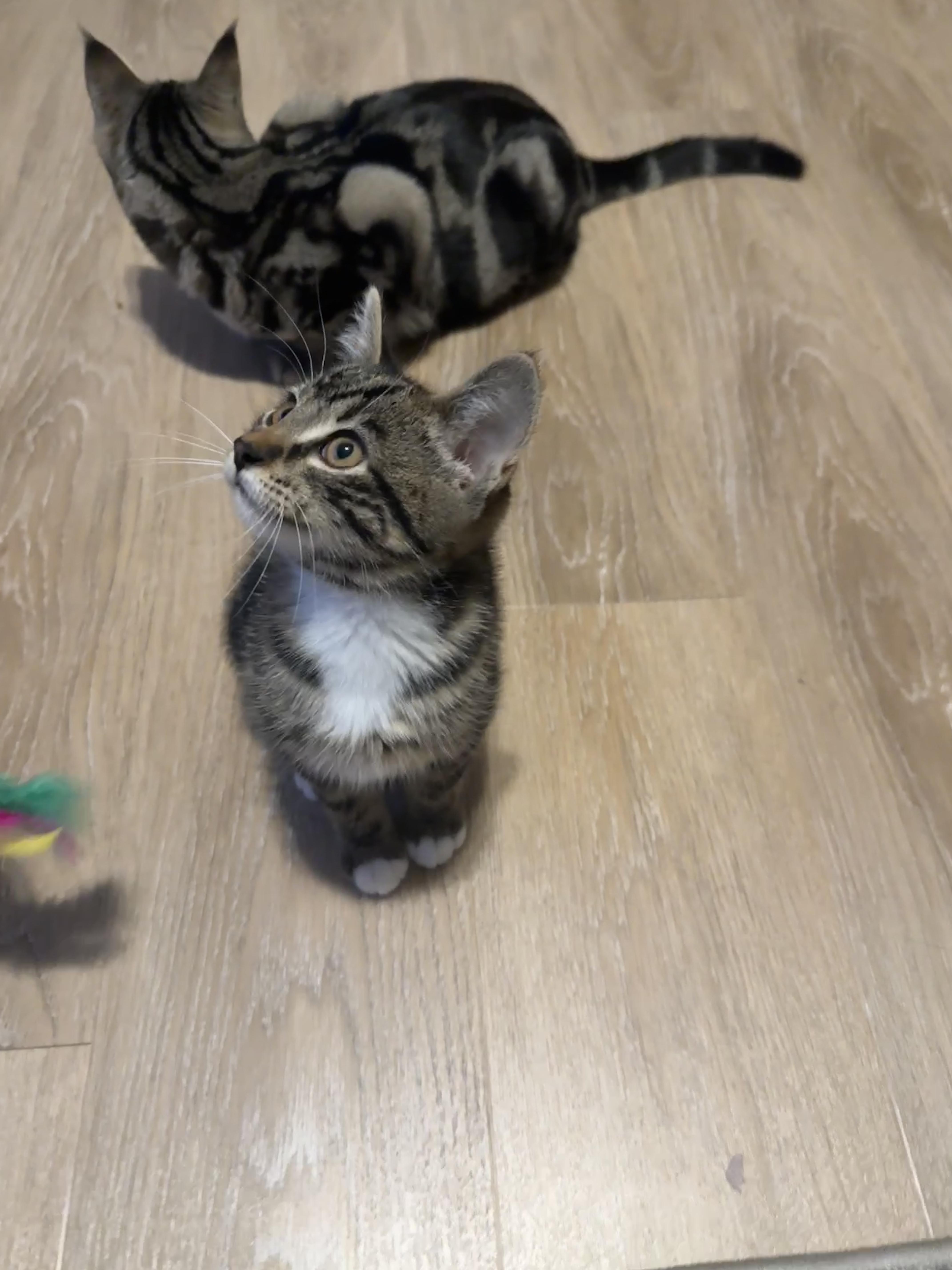 Enlarge Mo - pending adoption, a Adoptable Domestic Short Hair in Meadow Lake, SK image 1/2