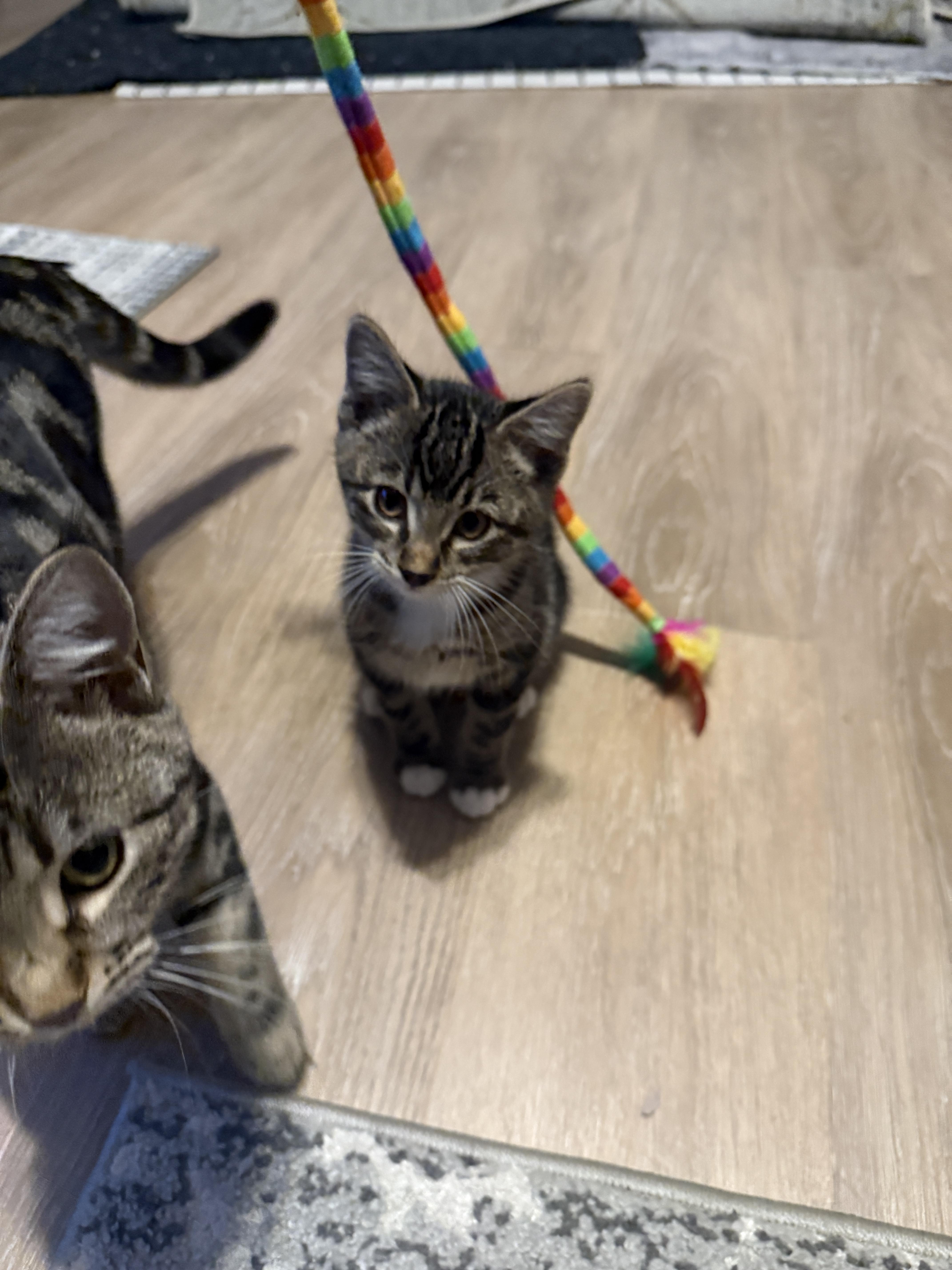 Enlarge Mo - pending adoption, a Adoptable Domestic Short Hair in Meadow Lake, SK image 2/2