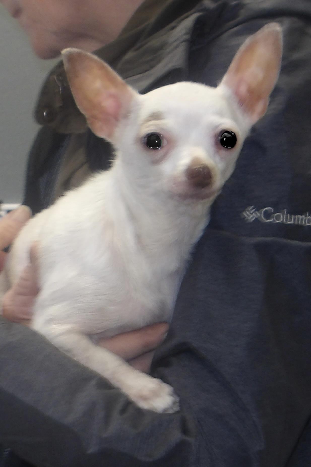 Spice, an adopted Chihuahua in Gloucester, VA image 2/2